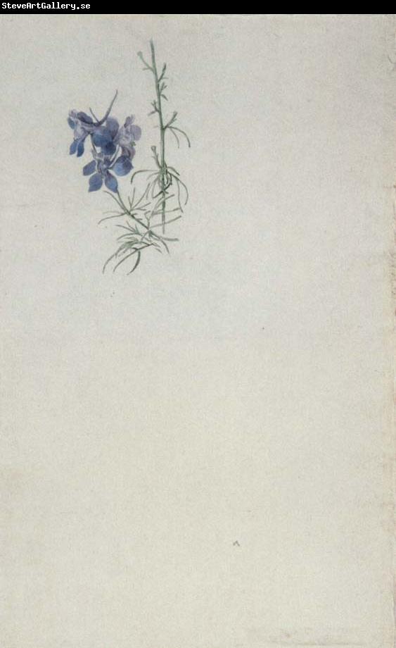 Julius Schnorr von Carolsfeld Study of Larkspur